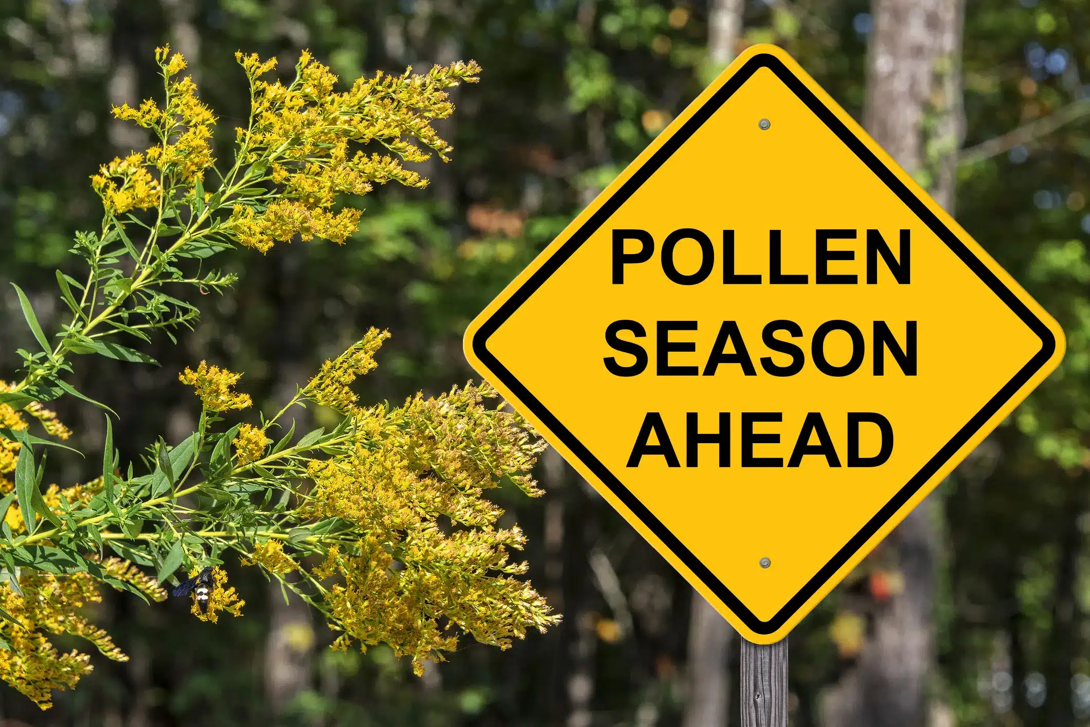 Caution sign reading "Pollen Season Ahead" surrounded by trees and flowering branches